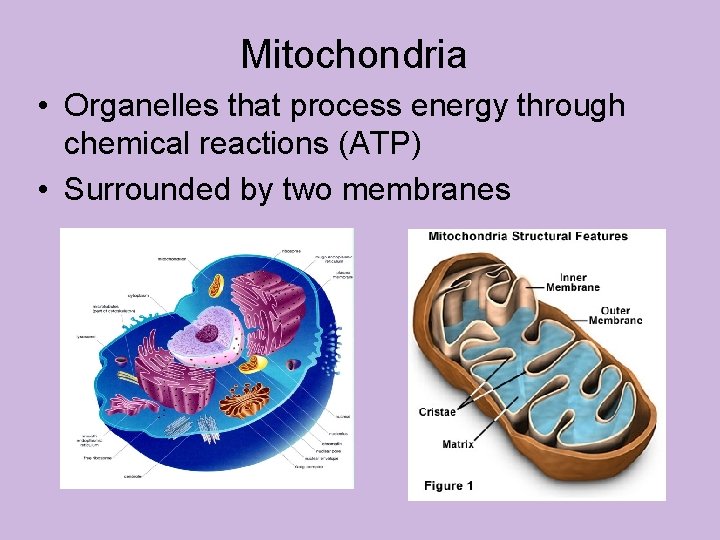 Mitochondria • Organelles that process energy through chemical reactions (ATP) • Surrounded by two