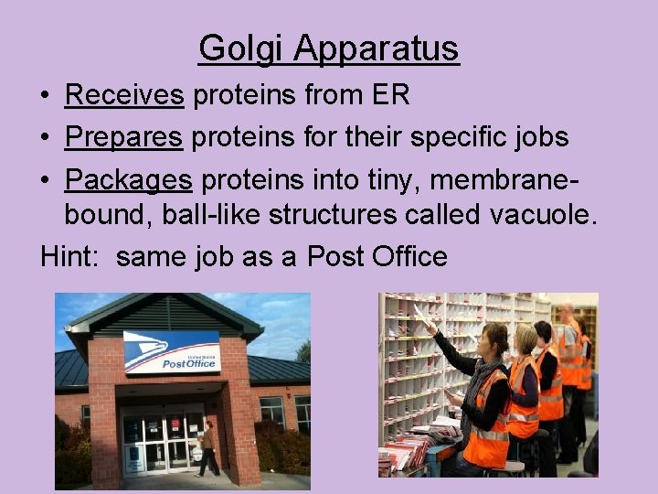 Golgi Apparatus • Receives proteins from ER • Prepares proteins for their specific jobs