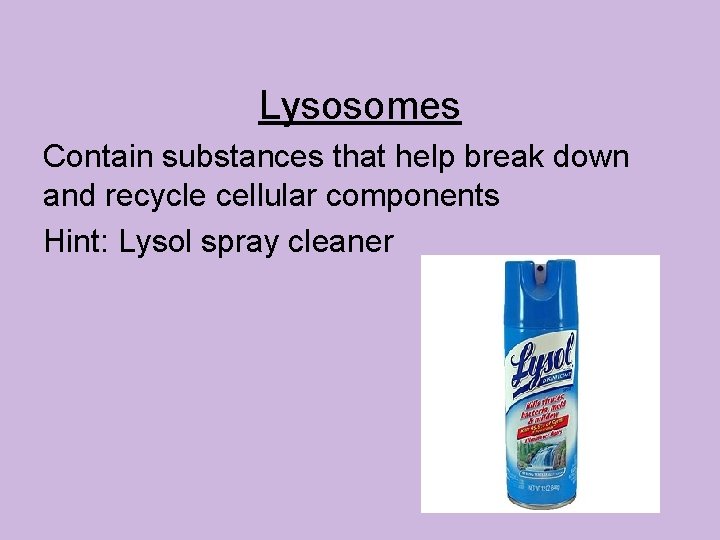 Lysosomes Contain substances that help break down and recycle cellular components Hint: Lysol spray