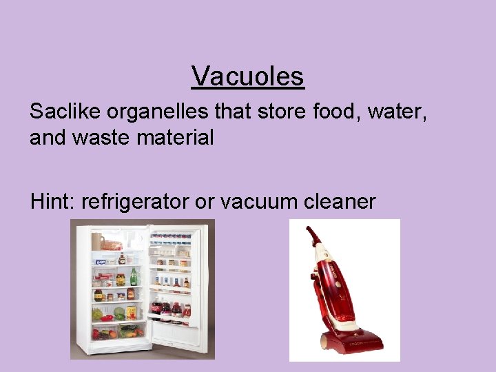 Vacuoles Saclike organelles that store food, water, and waste material Hint: refrigerator or vacuum