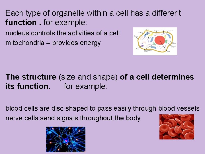 Each type of organelle within a cell has a different function. for example: nucleus