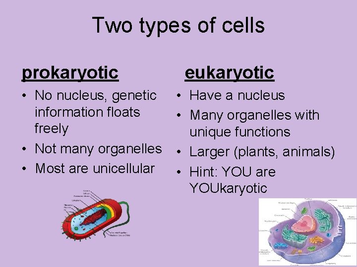 Two types of cells prokaryotic • No nucleus, genetic information floats freely • Not