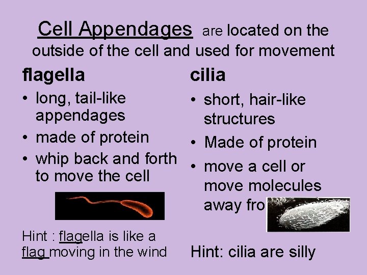 Cell Appendages are located on the outside of the cell and used for movement