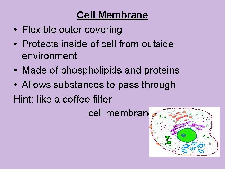 Cell Membrane • Flexible outer covering • Protects inside of cell from outside environment