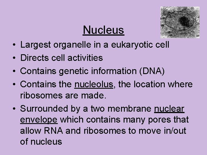 Nucleus • • Largest organelle in a eukaryotic cell Directs cell activities Contains genetic