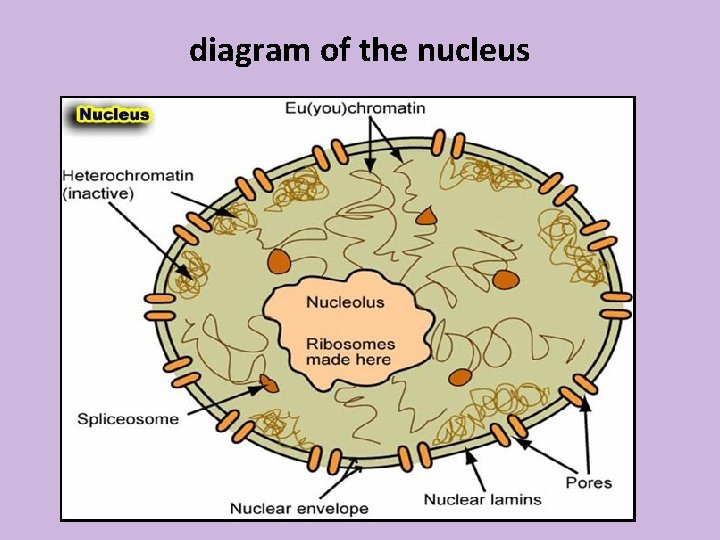 diagram of the nucleus 