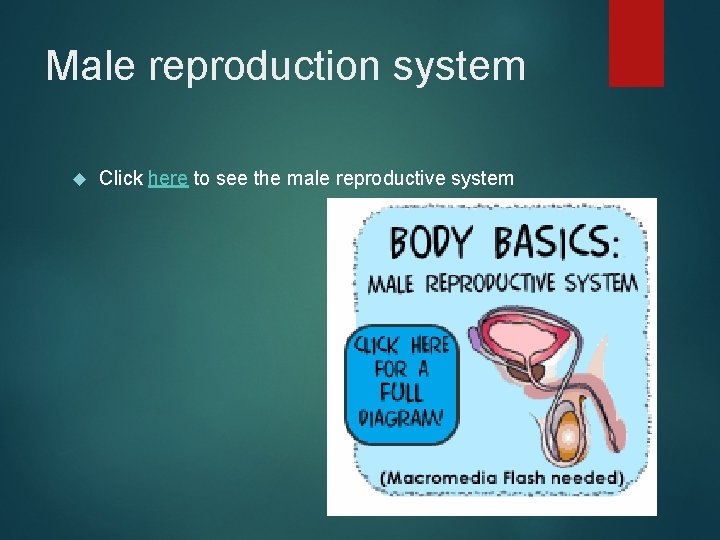 Male reproduction system Click here to see the male reproductive system 