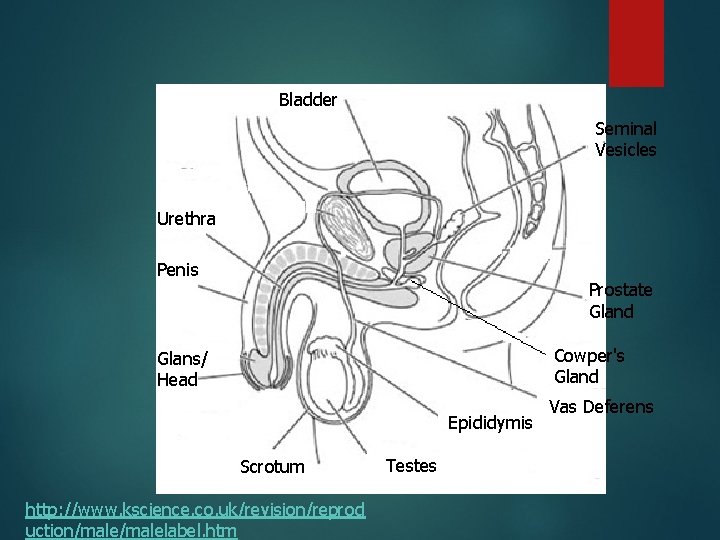 Bladder Seminal Vesicles Urethra Penis Prostate Gland Cowper's Gland Glans/ Head Epididymis Scrotum http: