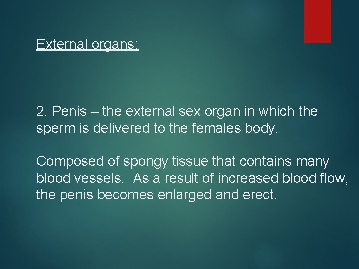 External organs: 2. Penis – the external sex organ in which the sperm is