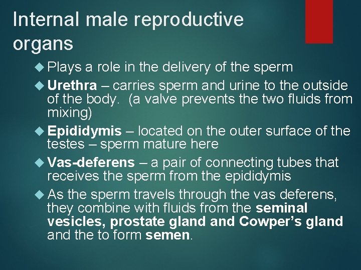 Internal male reproductive organs Plays a role in the delivery of the sperm Urethra