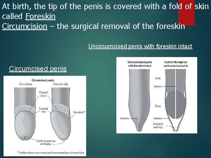 At birth, the tip of the penis is covered with a fold of skin