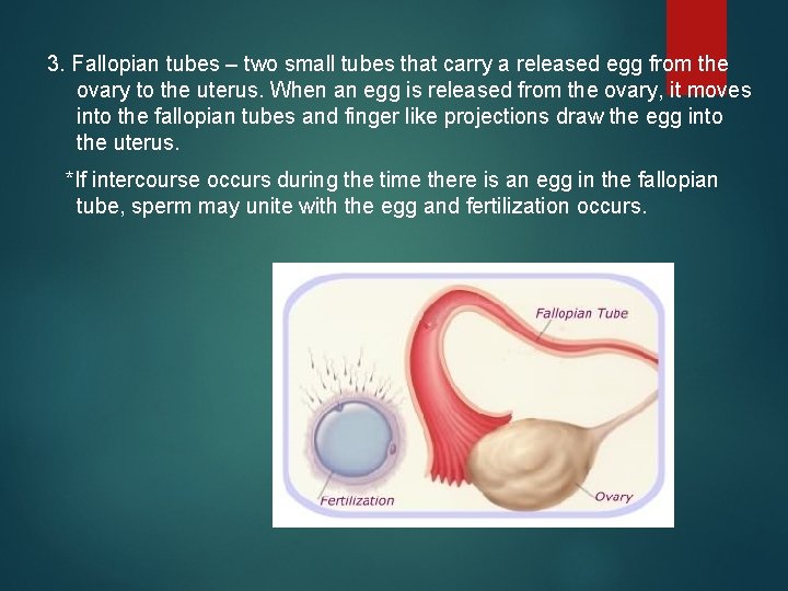 3. Fallopian tubes – two small tubes that carry a released egg from the