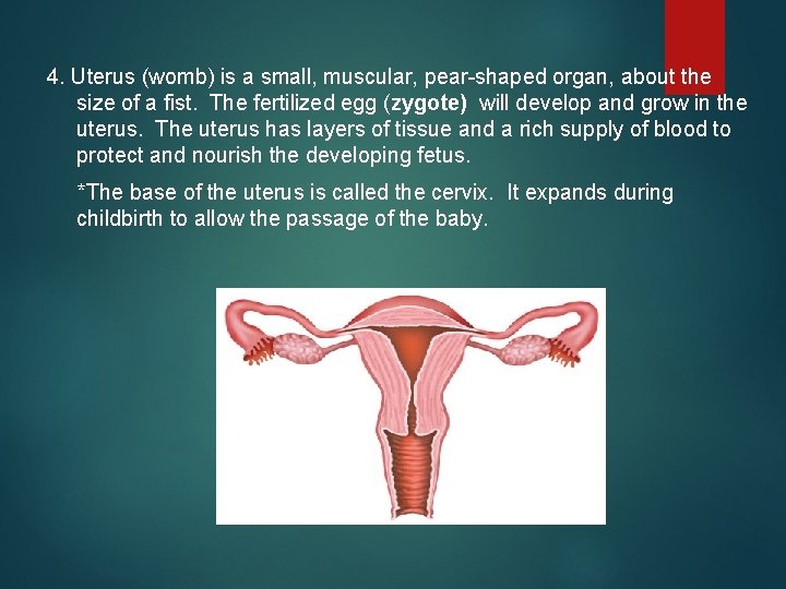 4. Uterus (womb) is a small, muscular, pear-shaped organ, about the size of a