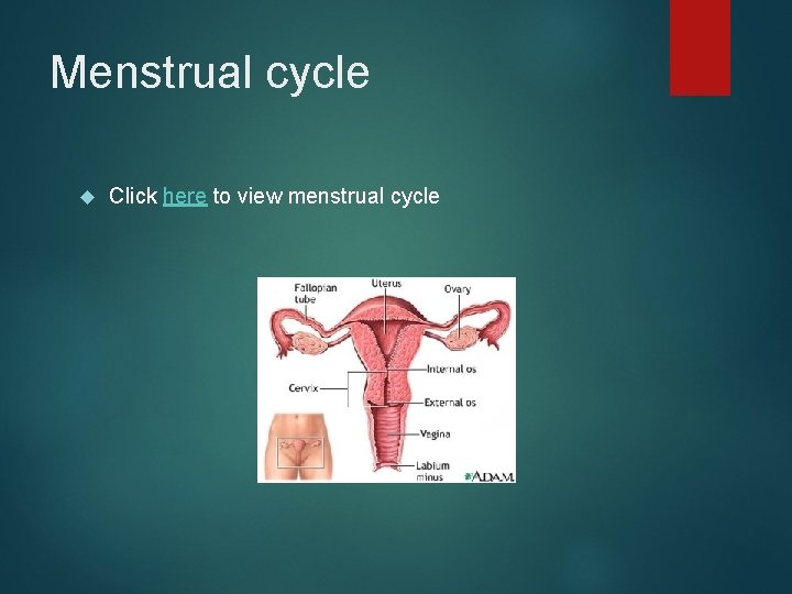 Menstrual cycle Click here to view menstrual cycle 