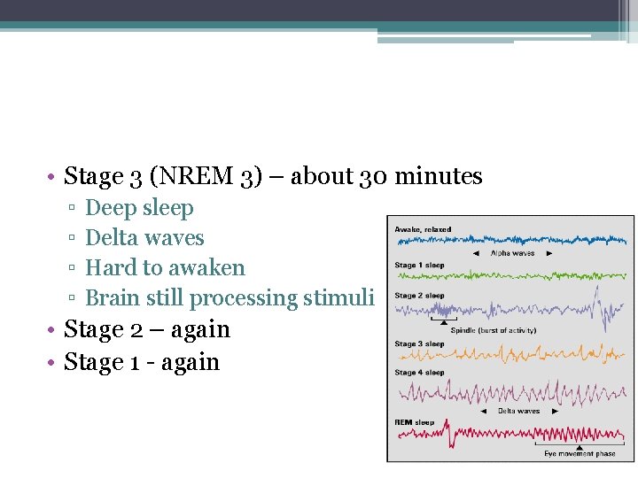  • Stage 3 (NREM 3) – about 30 minutes ▫ ▫ Deep sleep