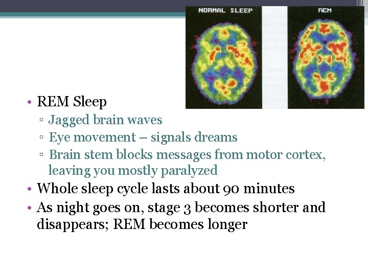  • REM Sleep ▫ Jagged brain waves ▫ Eye movement – signals dreams