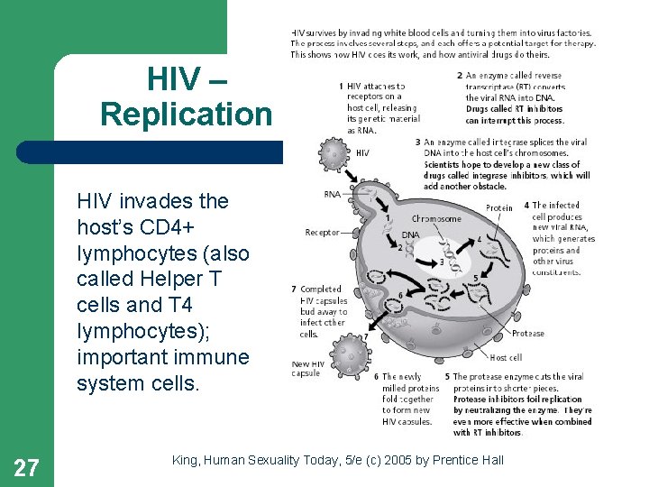 HIV – Replication HIV invades the host’s CD 4+ lymphocytes (also called Helper T