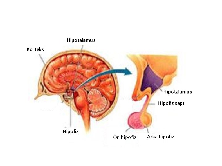 Hipotalamus Korteks Hipotalamus Hipofiz sapı Hipofiz Ön hipofiz Arka hipofiz Hipotalamus Korteks Hipotalamus Hipofiz sapı Hipofiz Ön hipofiz Arka hipofiz