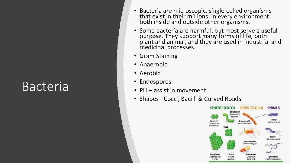 Bacteria • Bacteria are microscopic, single-celled organisms that exist in their millions, in every