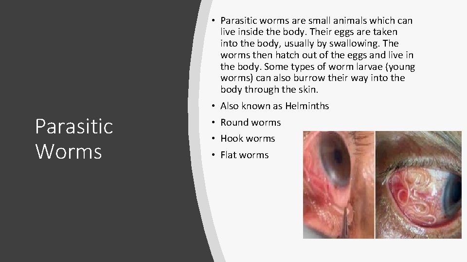  • Parasitic worms are small animals which can live inside the body. Their