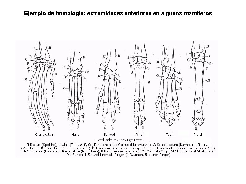 Ejemplo de homología: extremidades anteriores en algunos mamíferos 