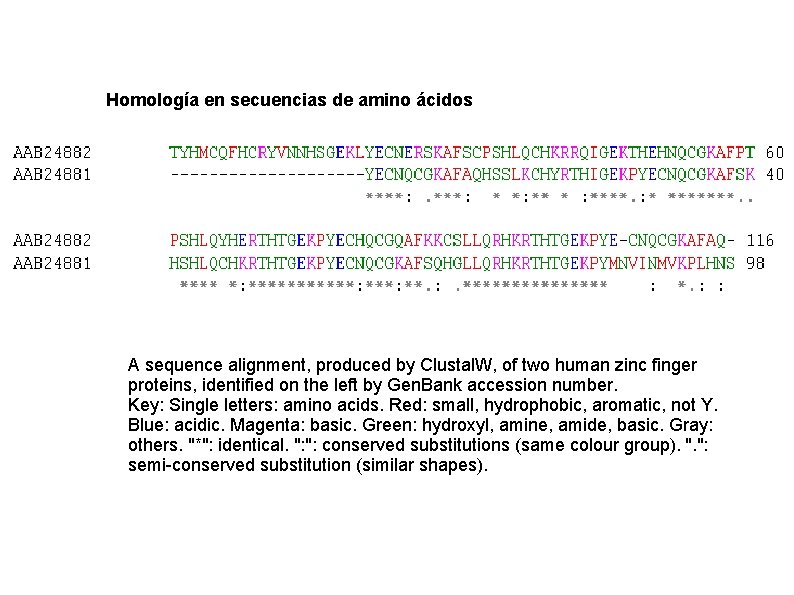 Homología en secuencias de amino ácidos A sequence alignment, produced by Clustal. W, of