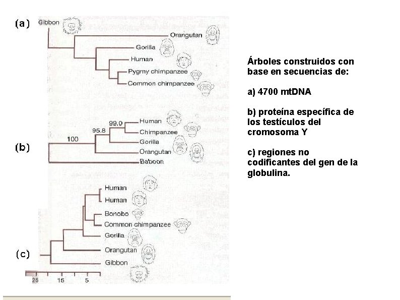 Árboles construidos con base en secuencias de: a) 4700 mt. DNA b) proteína específica