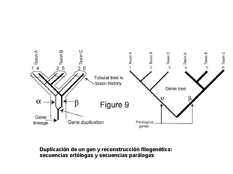 Duplicación de un gen y reconstrucción filogenética: secuencias ortólogas y secuencias parálogas 