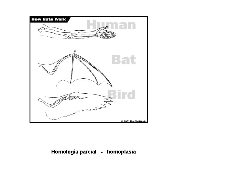 Homología parcial - homoplasia 