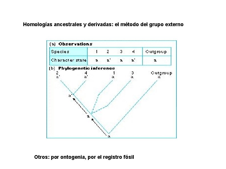 Homologías ancestrales y derivadas: el método del grupo externo Otros: por ontogenia, por el