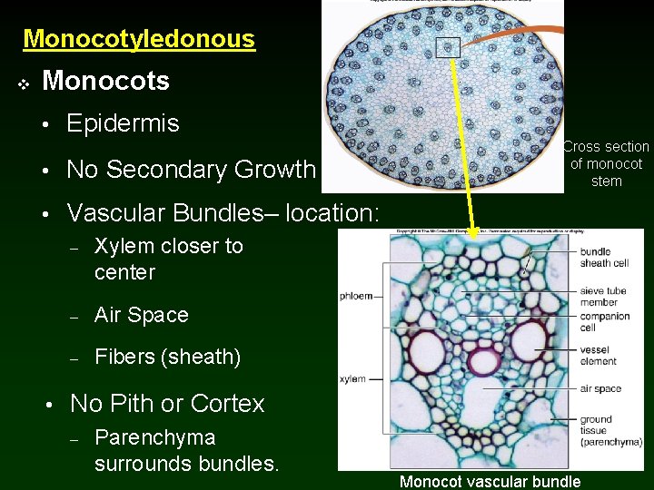 Monocotyledonous v Monocots • Epidermis • No Secondary Growth Cross section of monocot stem