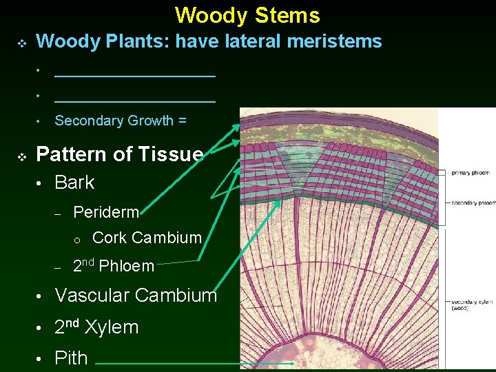 Woody Stems v v Woody Plants: have lateral meristems • ____________________ • Secondary Growth