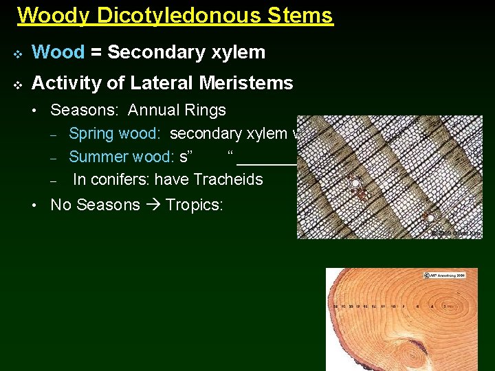 Woody Dicotyledonous Stems v Wood = Secondary xylem v Activity of Lateral Meristems •