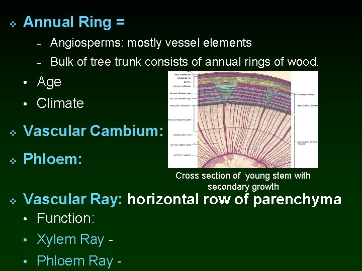 v Annual Ring = – Angiosperms: mostly vessel elements – Bulk of tree trunk