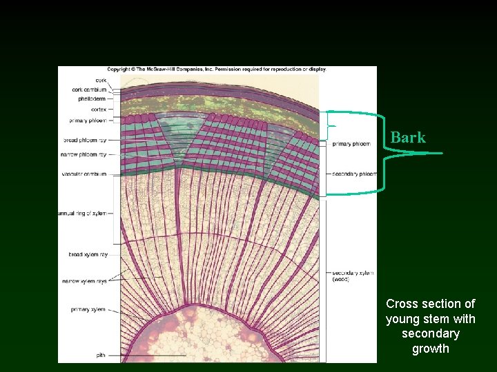 Bark Cross section of young stem with secondary growth 