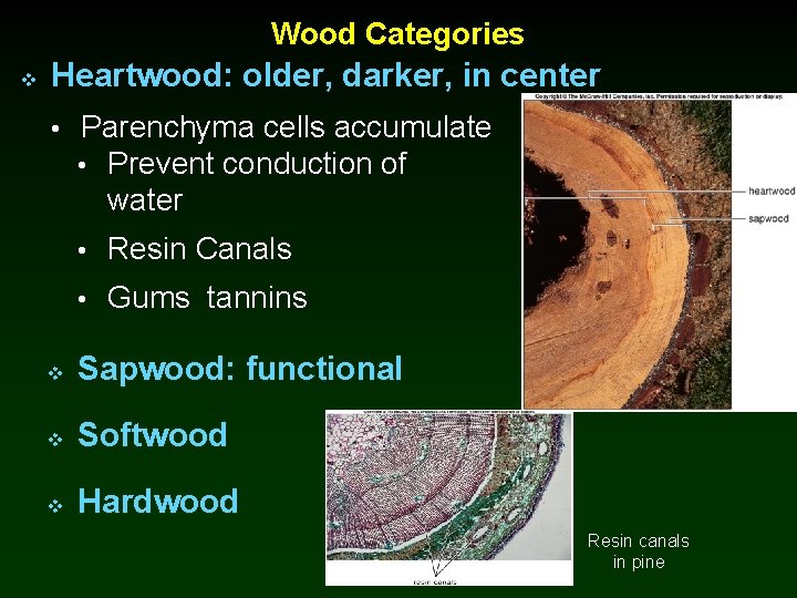 Wood Categories v Heartwood: older, darker, in center • Parenchyma cells accumulate • Prevent