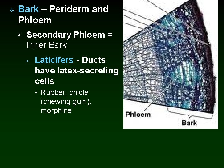 v Bark – Periderm and Phloem • Secondary Phloem = Inner Bark • Laticifers