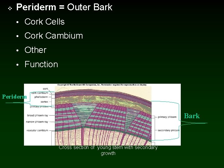 v Periderm = Outer Bark • Cork Cells • Cork Cambium • Other •