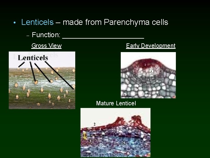  • Lenticels – made from Parenchyma cells – Function: ___________ Gross View Early