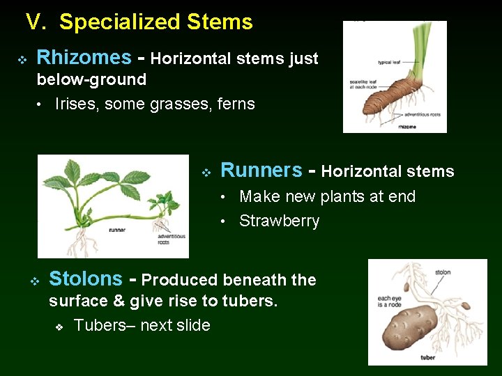 V. Specialized Stems v Rhizomes - Horizontal stems just below-ground • Irises, some grasses,