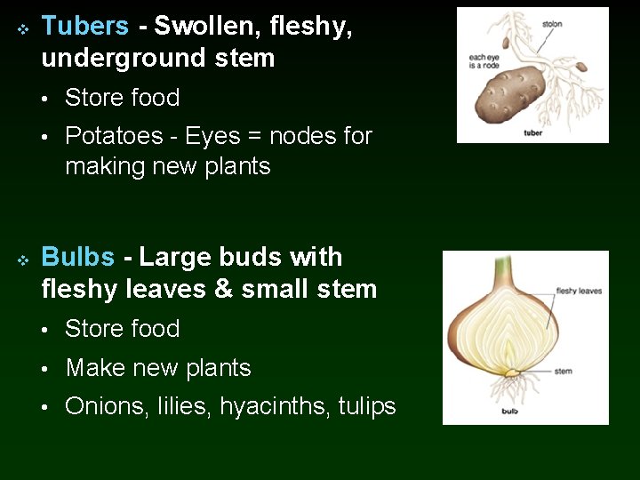 v Tubers - Swollen, fleshy, underground stem • Store food • Potatoes - Eyes