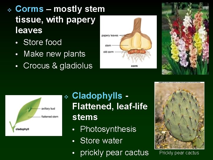 v Corms – mostly stem tissue, with papery leaves • Store food • Make