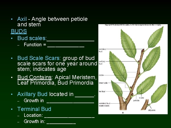  • Axil - Angle between petiole and stem BUDS • Bud scales: ________