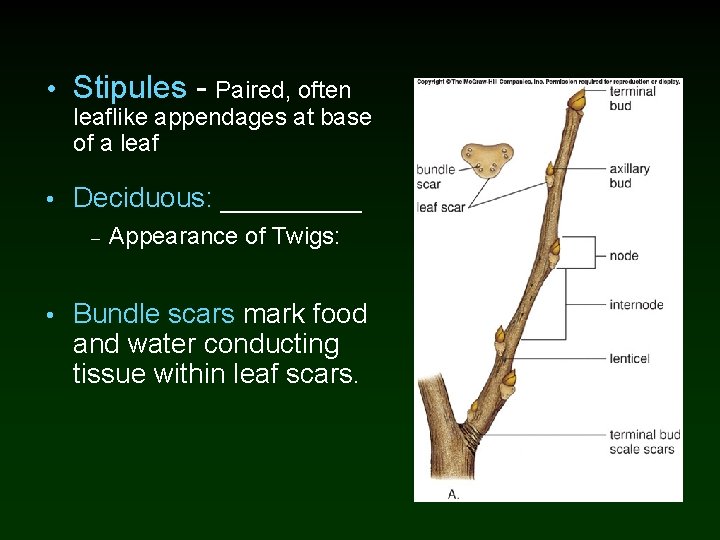 • Stipules - Paired, often leaflike appendages at base of a leaf •