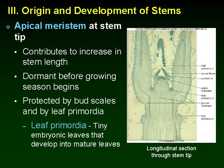 III. Origin and Development of Stems v Apical meristem at stem tip • Contributes