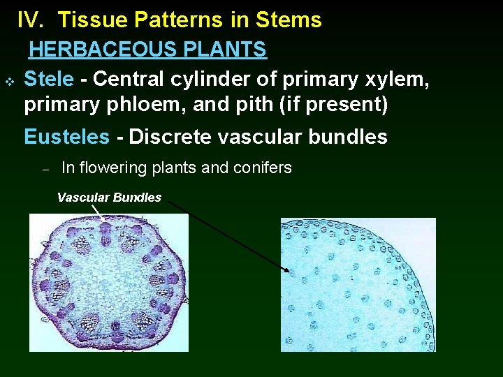 IV. Tissue Patterns in Stems v HERBACEOUS PLANTS Stele - Central cylinder of primary