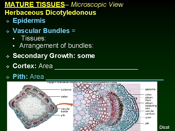 MATURE TISSUES– Microscopic View Herbaceous Dicotyledonous v Epidermis v Vascular Bundles = • Tissues: