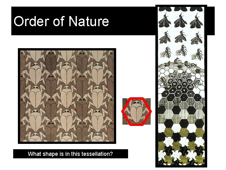 Order of Nature What shape is in this tessellation? 