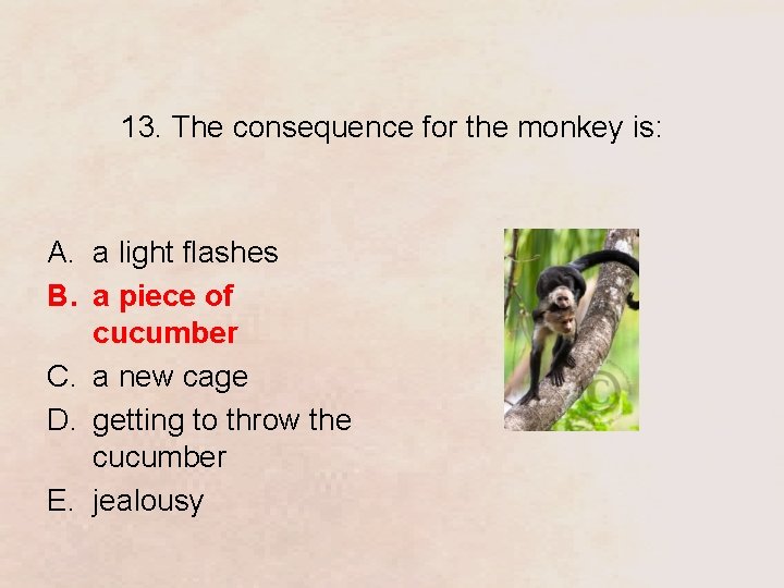 13. The consequence for the monkey is: A. a light flashes B. a piece