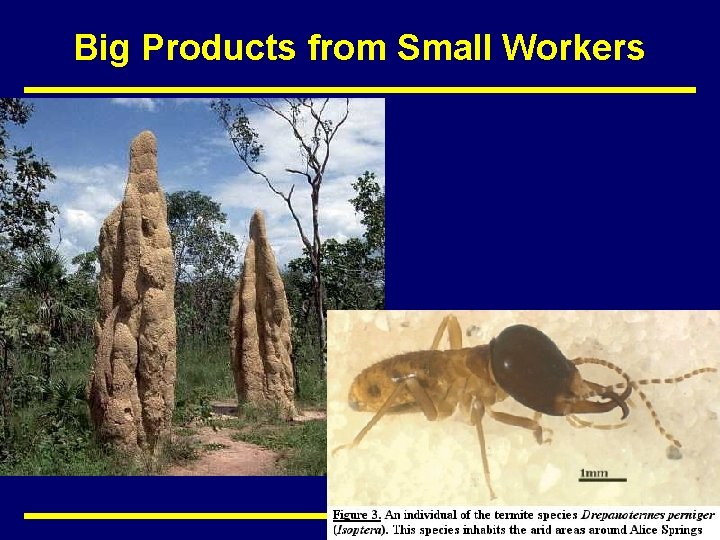 Big Products from Small Workers SMART DUST 